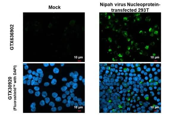 Nipah Virus Nucleoprotein Antibody (HL1436) - Azide and BSA Free