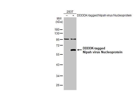 Nipah Virus Nucleoprotein Antibody (HL1436) - Azide and BSA Free