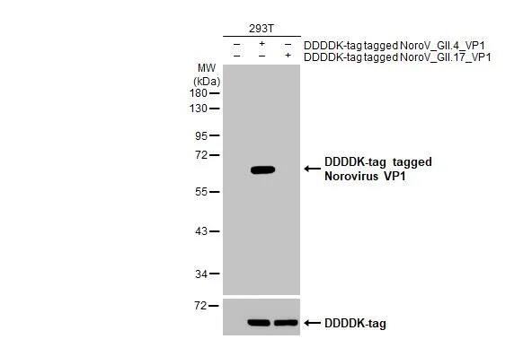 Norovirus VP1 Antibody (HL1672) - Azide and BSA Free