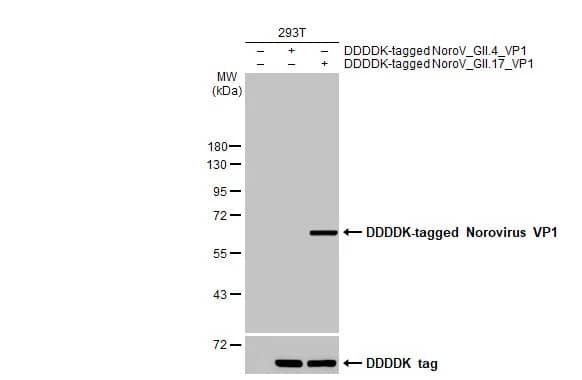 Norovirus VP1 Antibody (HL2177) - Azide and BSA Free
