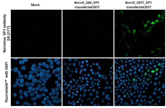 Norovirus VP1 Antibody (HL2177) - Azide and BSA Free