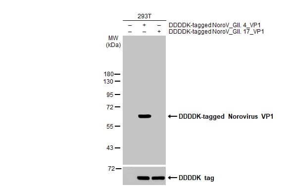 Norovirus VP1 Antibody (HL2410) - Azide and BSA Free