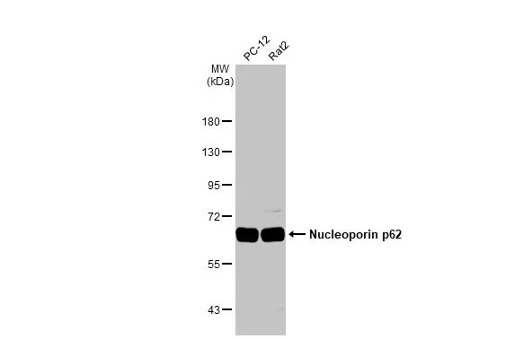 NUP62 Antibody (HL1226) - Azide and BSA Free