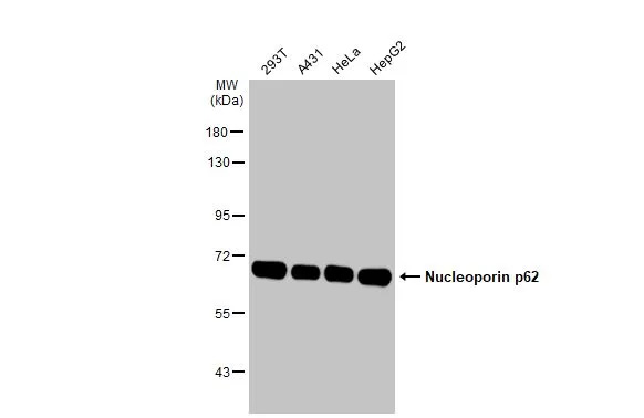 NUP62 Antibody (HL1226) - Azide and BSA Free