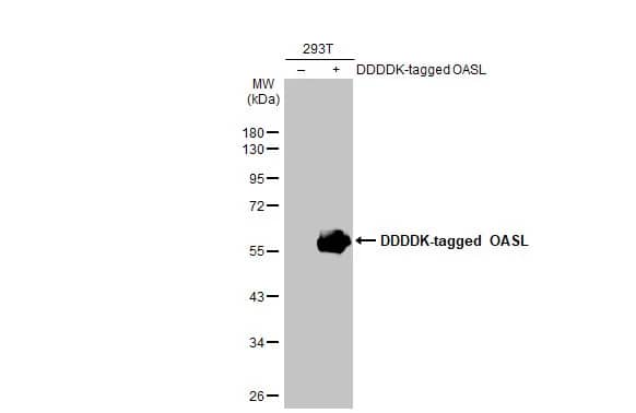OASL Antibody (HL2399) - Azide and BSA Free