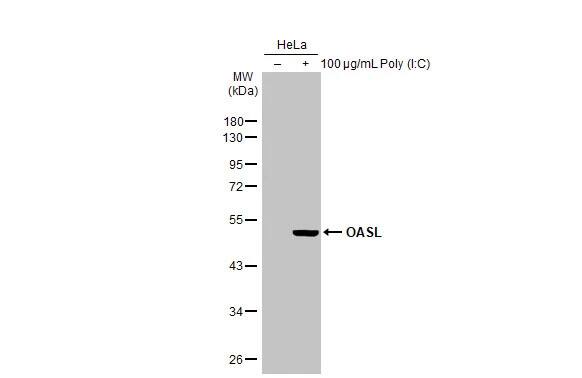 OASL Antibody (HL2399) - Azide and BSA Free