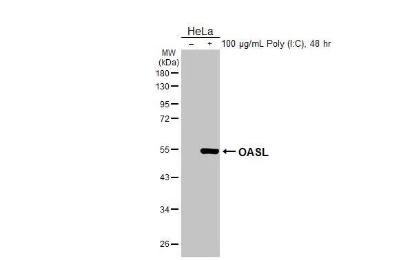 OASL Antibody (HL2399) - Azide and BSA Free