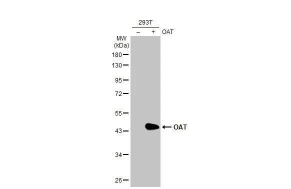 OAT Antibody (HL2087) - Azide and BSA Free