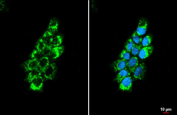 OAT Antibody (HL2087) - Azide and BSA Free