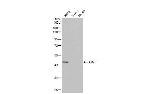 OAT Antibody (HL2088) - Azide and BSA Free