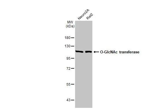 O-GlcNAc Transferase p110 subunit Antibody (HL1641) - Azide and BSA Free