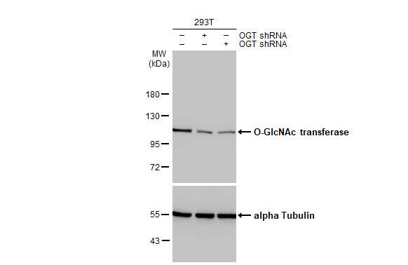 O-GlcNAc Transferase p110 subunit Antibody (HL1641) - Azide and BSA Free