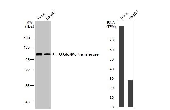 O-GlcNAc Transferase p110 subunit Antibody (HL1641) - Azide and BSA Free