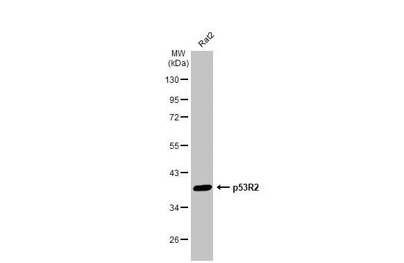 p53R2 Antibody (HL1400) - Azide and BSA Free