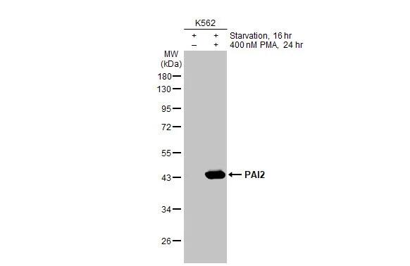 SerpinB2 Antibody (HL2218) - Azide and BSA Free