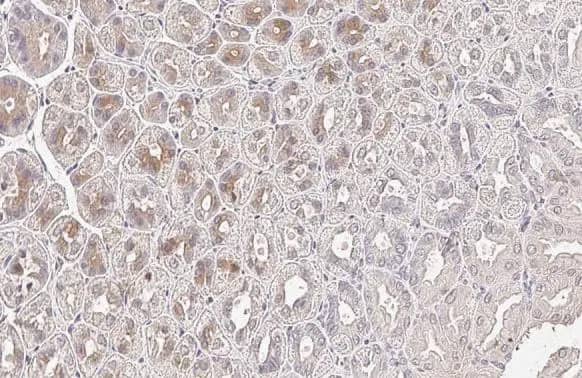 SerpinB2 Antibody (HL2218) - Azide and BSA Free