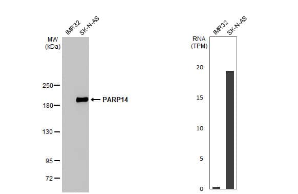 PARP14 Antibody (HL1178) - Azide and BSA Free