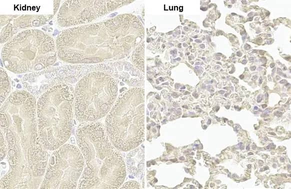 PARP14 Antibody (HL1180) - Azide and BSA Free