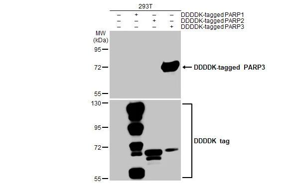PARP3 Antibody (HL1509) - Azide and BSA Free