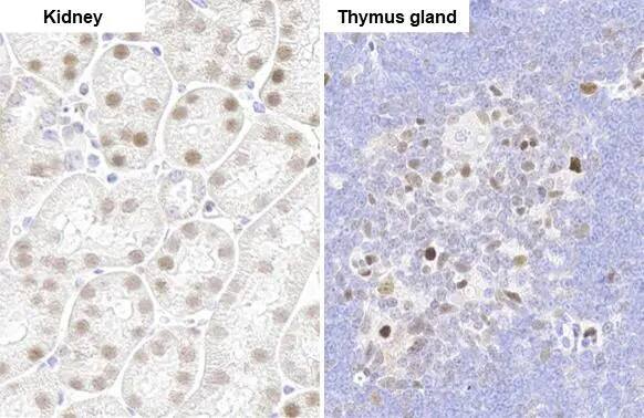 PARP3 Antibody (HL1509) - Azide and BSA Free