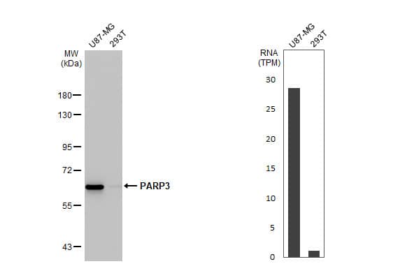 PARP3 Antibody (HL1509) - Azide and BSA Free