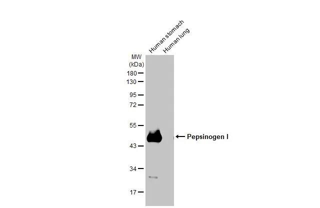Pepsinogen I Antibody (HL2137) - Azide and BSA Free