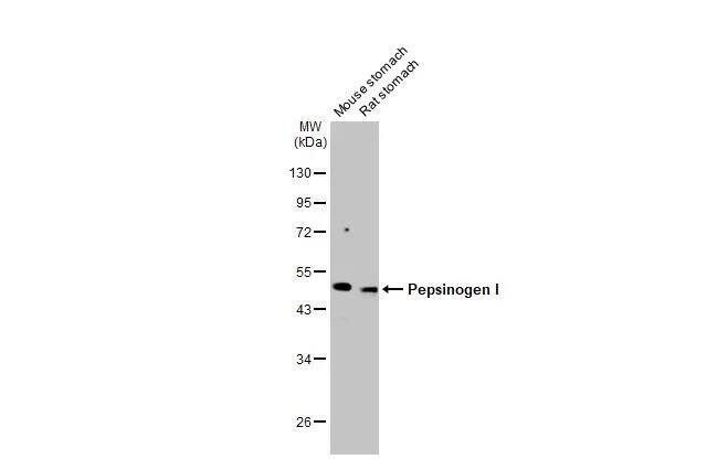 Pepsinogen I Antibody (HL2137) - Azide and BSA Free