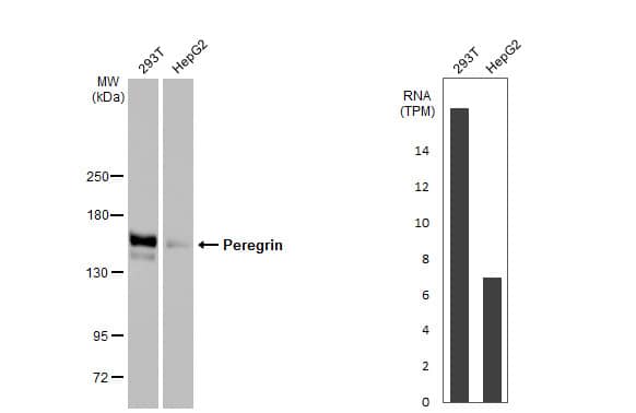 BRPF1 Antibody (HL2064) - Azide and BSA Free