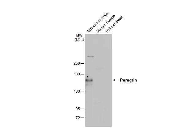 BRPF1 Antibody (HL2064) - Azide and BSA Free
