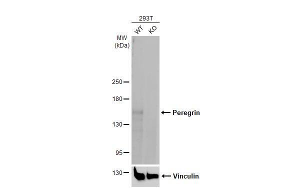 BRPF1 Antibody (HL2064) - Azide and BSA Free