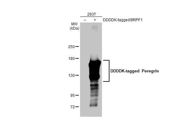 BRPF1 Antibody (HL2064) - Azide and BSA Free