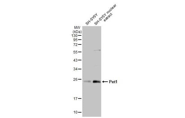 Pet1 Antibody (HL2043) - Azide and BSA Free