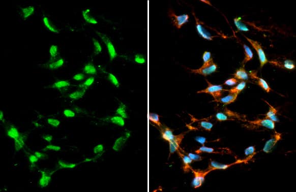 Pet1 Antibody (HL2045) - Azide and BSA Free