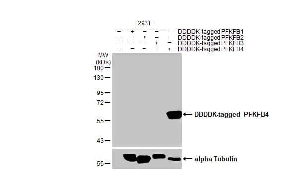 PFKFB4 Antibody (HL2204) - Azide and BSA Free