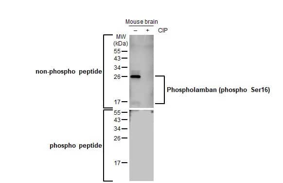 Phospholamban [p Ser16] Antibody (HL1710) - Azide and BSA Free