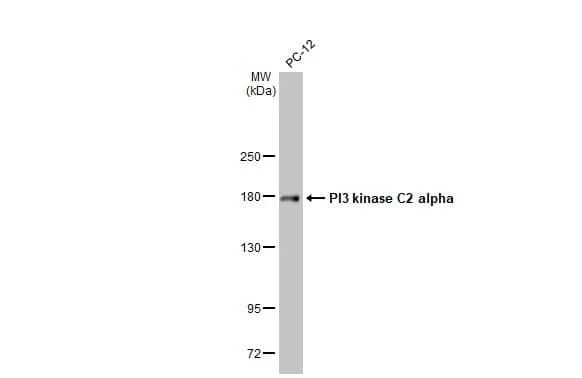 PIK3C2A Antibody (HL1612) - Azide and BSA Free