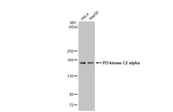 PIK3C2A Antibody (HL1612) - Azide and BSA Free