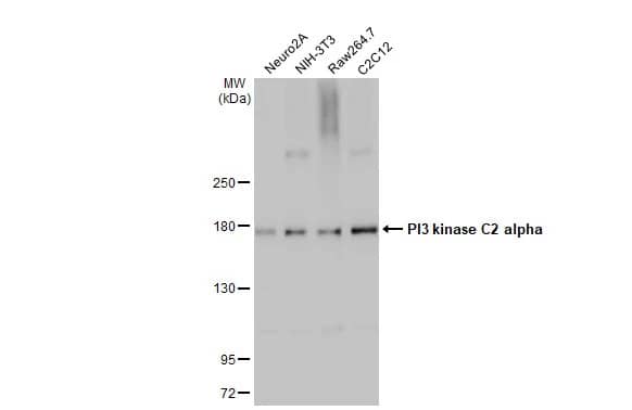 PIK3C2A Antibody (HL1612) - Azide and BSA Free