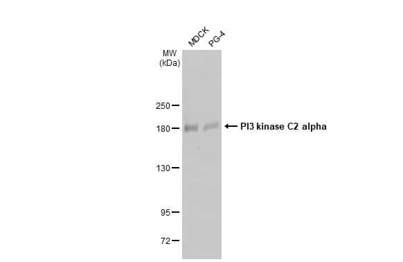 PIK3C2A Antibody (HL1612) - Azide and BSA Free