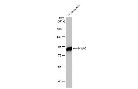 pIgR Antibody (HL1757) - Azide and BSA Free