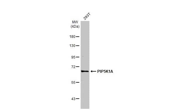 PIP5K1 alpha Antibody (HL2011) - Azide and BSA Free