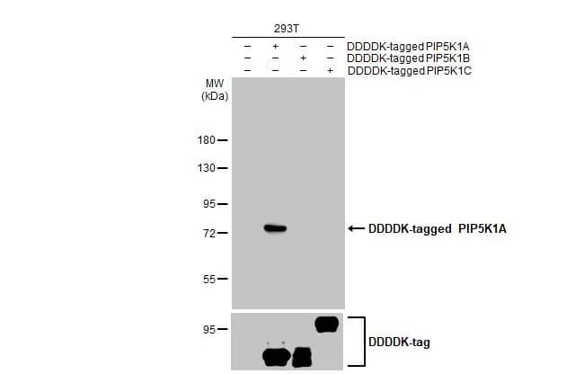 PIP5K1 alpha Antibody (HL2011) - Azide and BSA Free