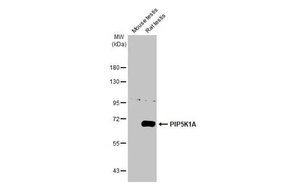 PIP5K1 alpha Antibody (HL2011) - Azide and BSA Free
