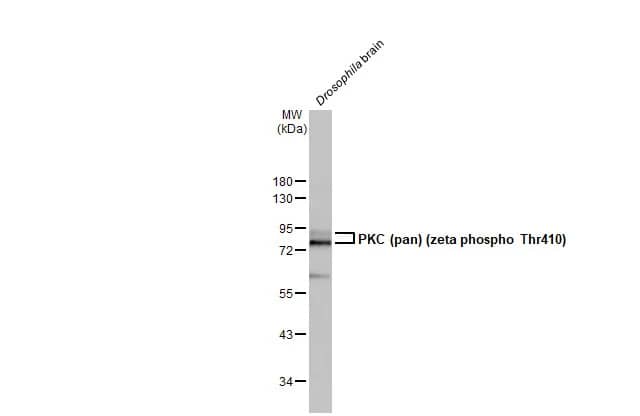 pan PKC [p Thr410] Antibody (HL1278) - Azide and BSA Free