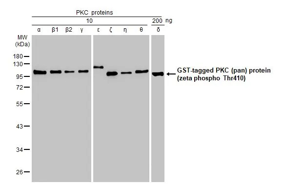 pan PKC [p Thr410] Antibody (HL1278) - Azide and BSA Free