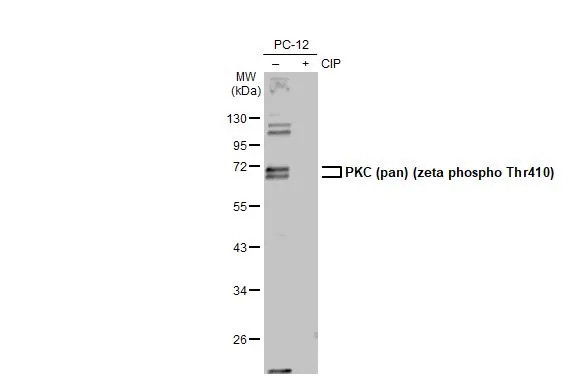 pan PKC [p Thr410] Antibody (HL1278) - Azide and BSA Free