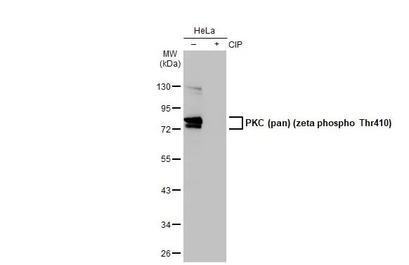 pan PKC [p Thr410] Antibody (HL1278) - Azide and BSA Free