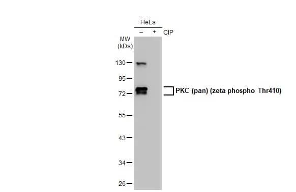pan PKC [p Thr410] Antibody (HL1279) - Azide and BSA Free
