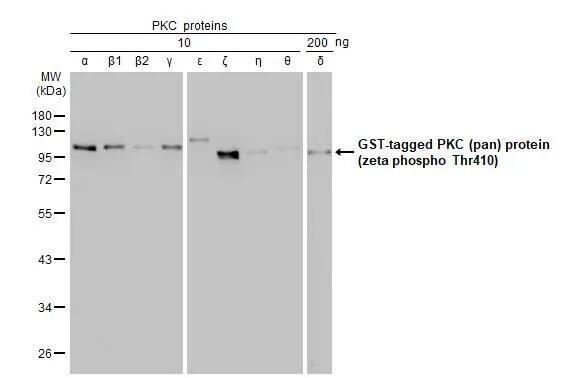 pan PKC [p Thr410] Antibody (HL1279) - Azide and BSA Free