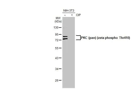 pan PKC [p Thr410] Antibody (HL1279) - Azide and BSA Free